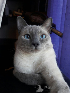 Foto №3. Tonkinese. Deutschland