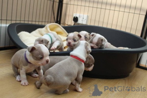 Foto №2 zu Ankündigung № 135556 zu verkaufen boston terrier - einkaufen USA aus dem tierheim, züchter