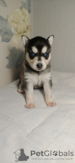 Foto №2 zu Ankündigung № 8577 zu verkaufen  - einkaufen Russische Föderation quotient 	ankündigung, vom kindergarten