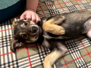 Foto №4. Ich werde verkaufen mischlingshund in der Stadt Moskova. quotient 	ankündigung - preis - Frei