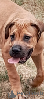 Foto №1. mastiff - zum Verkauf in der Stadt Belgrad | 300€ | Ankündigung № 120751