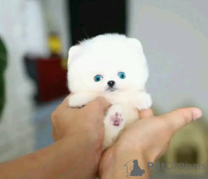 Foto №3. Toilettengeschulter Tierarzt. Geprüfter Zwergspitz. Belgien