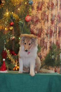 Foto №2 zu Ankündigung № 4885 zu verkaufen shetland sheepdog - einkaufen Russische Föderation vom kindergarten