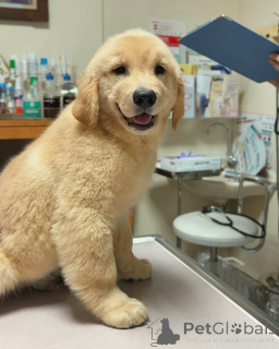 Foto №1. golden retriever - zum Verkauf in der Stadt Mainz | verhandelt | Ankündigung № 158748