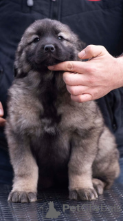 Zusätzliche Fotos: Jugoslawischer Schäferhund - Sharplaninec Welpen