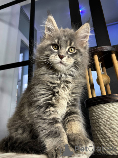 Foto №1. maine-coon-katze - zum Verkauf in der Stadt Würzburg | 400€ | Ankündigung № 97754