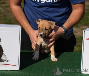Foto №3. American Staffordshire Terrier, Welpen von höchster Qualität. Serbien