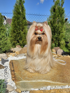 Foto №1. yorkshire terrier - zum Verkauf in der Stadt Minsk | verhandelt | Ankündigung № 147252