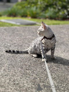 Foto №1. bengal katzenrasse - zum Verkauf in der Stadt Villach | 750€ | Ankündigung № 153404