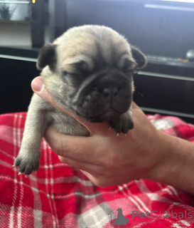Foto №1. mops - zum Verkauf in der Stadt Alesund | 450€ | Ankündigung № 170165