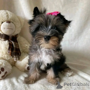 Foto №2 zu Ankündigung № 157328 zu verkaufen yorkshire terrier - einkaufen Deutschland quotient 	ankündigung