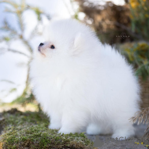 Foto №4. Ich werde verkaufen pommersche spitz in der Stadt München. quotient 	ankündigung - preis - 404€