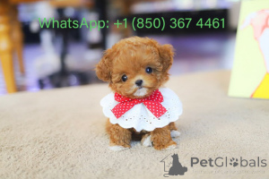 Foto №3. Dean Janet Kay Welpen Haus. USA