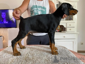 Foto №3. Dobermann welpen. Serbien