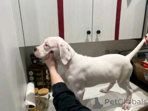 Foto №2 zu Ankündigung № 139062 zu verkaufen dogo argentino - einkaufen Deutschland züchter