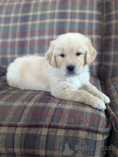 Foto №3. Ich hoffe, Sie haben einen Golden Retriever-Welpen, der Sie glücklich macht!. Luxemburg