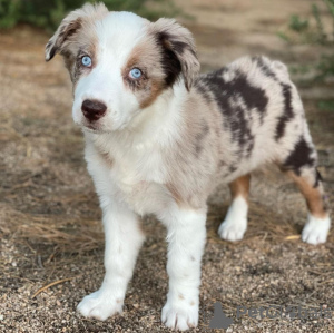 Foto №1. australian shepherd - zum Verkauf in der Stadt Братислава | Frei | Ankündigung № 120824