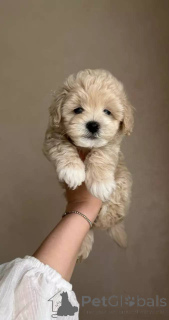 Foto №2 zu Ankündigung № 154941 zu verkaufen maltipu - einkaufen Deutschland züchter