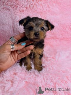Foto №4. Ich werde verkaufen yorkshire terrier in der Stadt Montpellier. züchter - preis - verhandelt