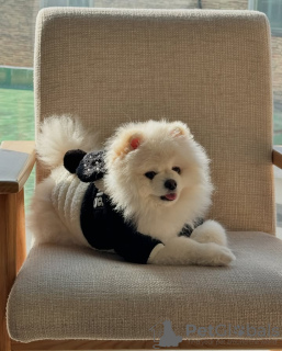 Foto №1. pommersche spitz - zum Verkauf in der Stadt Porto | 350€ | Ankündigung № 132474