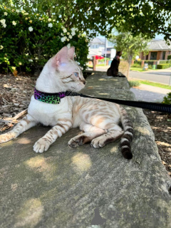 Foto №1. bengal katzenrasse - zum Verkauf in der Stadt Dielsdorf | 750€ | Ankündigung № 152643