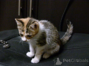 Foto №4. Ich werde verkaufen  in der Stadt Moskwa. quotient 	ankündigung - preis - Frei