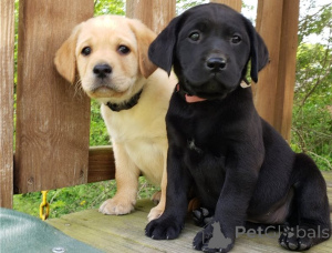 Foto №1. labrador retriever - zum Verkauf in der Stadt Prag | verhandelt | Ankündigung № 178297