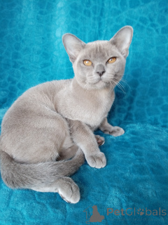 Foto №3. Burman Kitten. Russische Föderation