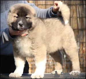 Zusätzliche Fotos: Kaukasische Schäferhundwelpen zu verkaufen