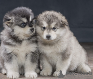 Foto №1. alaskan malamute - zum Verkauf in der Stadt Stockholm | verhandelt | Ankündigung № 113245