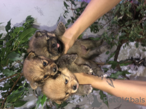 Foto №3. pommersche welpen. Weißrussland