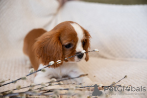 Zusätzliche Fotos: Welpen Cavalier King Charles Spaniel