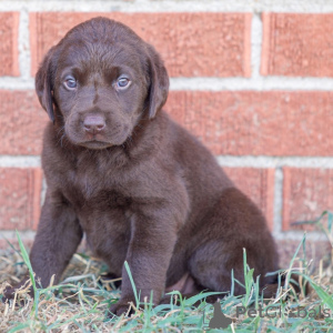 Foto №1. labrador retriever - zum Verkauf in der Stadt Berlin | 500€ | Ankündigung № 175901
