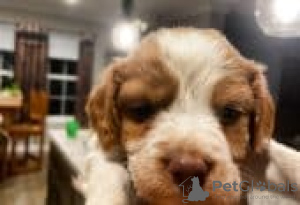 Foto №1. american bully - zum Verkauf in der Stadt Fallåker | Frei | Ankündigung № 129104