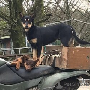 Foto №3. Reinrassige australische Kelpie-Schäferhundwelpen. Australien