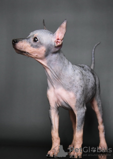 Zusätzliche Fotos: American Hairless Terrier-Welpen