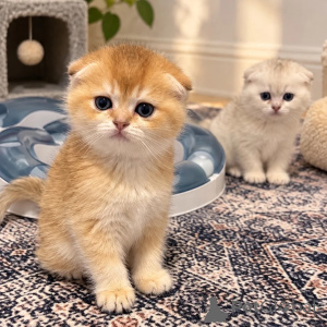 Foto №1. schottische faltohrkatze - zum Verkauf in der Stadt Oberstdorf | 350€ | Ankündigung № 178055