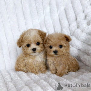 Foto №2 zu Ankündigung № 147473 zu verkaufen maltipu - einkaufen Ukraine vom kindergarten, züchter