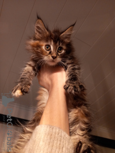 Foto №1. maine-coon-katze - zum Verkauf in der Stadt Kristinestad | 700€ | Ankündigung № 90281