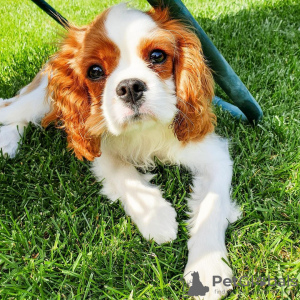 Foto №1. cavalier king charles spaniel - zum Verkauf in der Stadt Budapest | 430€ | Ankündigung № 100283