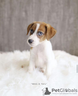 Foto №3. Jack Russel. Deutschland