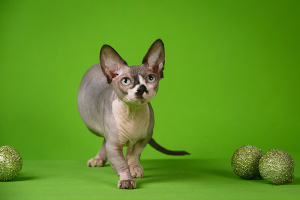 Foto №1. sphynx cat - zum Verkauf in der Stadt Москва | verhandelt | Ankündigung № 2084