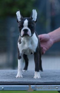 Foto №4. Ich werde verkaufen boston terrier in der Stadt Belgrad. züchter - preis - verhandelt