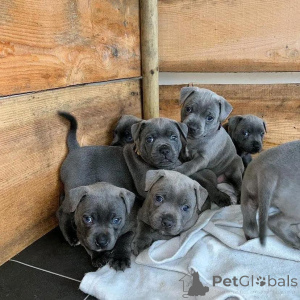 Foto №3. Blaue Staffordshire Bullterrier Welpen zu verkaufen. Deutschland