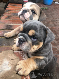 Foto №2 zu Ankündigung № 172465 zu verkaufen englische bulldogge - einkaufen Belgien quotient 	ankündigung