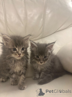 Foto №1. maine-coon-katze - zum Verkauf in der Stadt Blättert | 300€ | Ankündigung № 162422