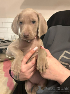 Foto №2 zu Ankündigung № 103545 zu verkaufen weimaraner - einkaufen Deutschland quotient 	ankündigung