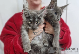 Foto №1. maine-coon-katze - zum Verkauf in der Stadt Arizona City | 390€ | Ankündigung № 95830