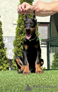 Foto №4. Ich werde verkaufen dobermann in der Stadt Bačka Topola. züchter - preis - verhandelt