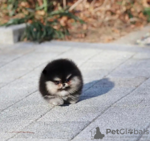 Foto №2 zu Ankündigung № 131999 zu verkaufen  - einkaufen Niederlande züchter